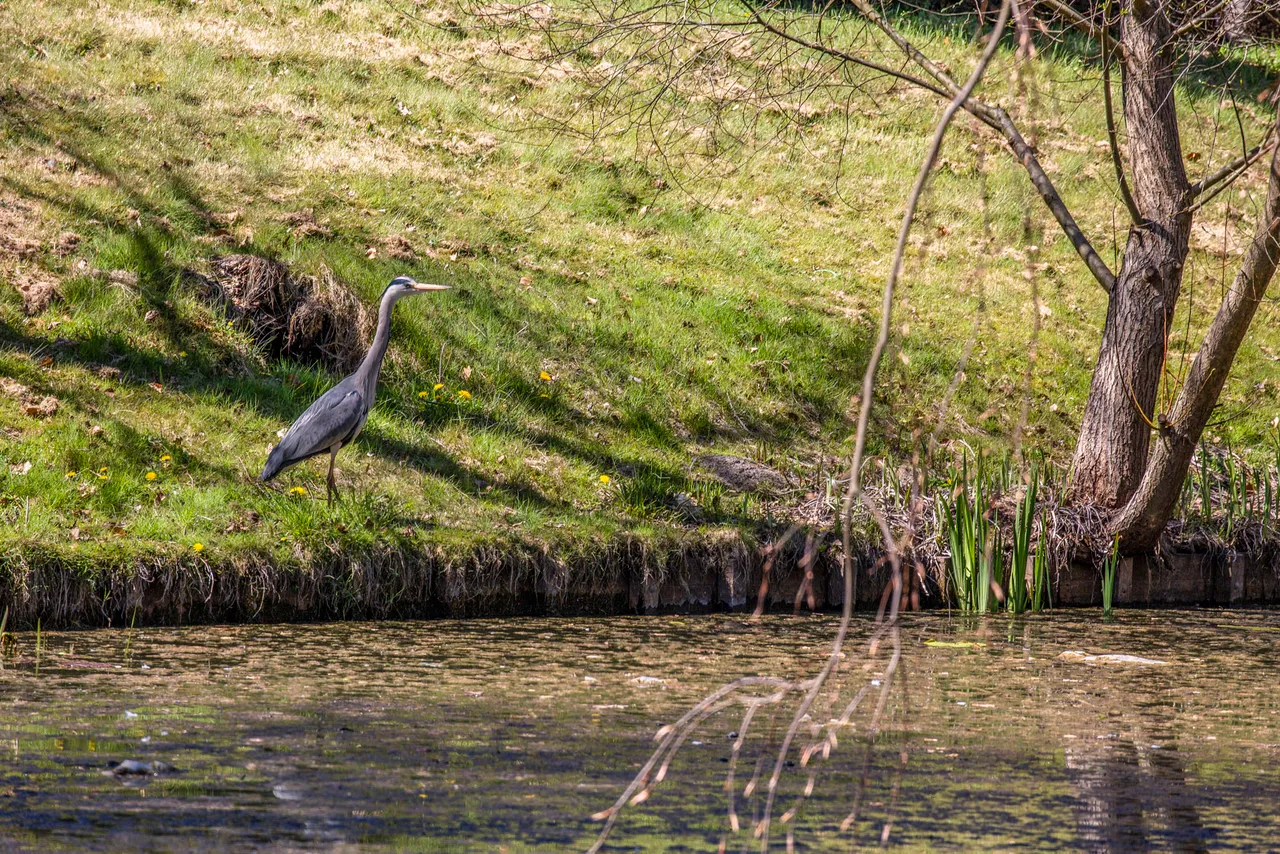 reiger begrplaats