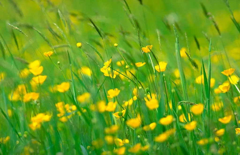 reukgras en boterbloemen natuurmonumenten namo75241 1024x662