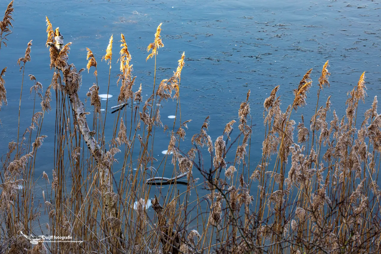 riet in de zon