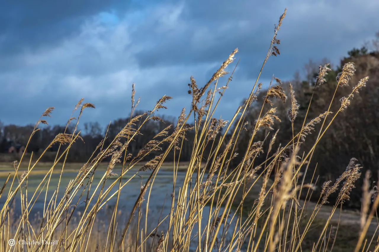 riet21