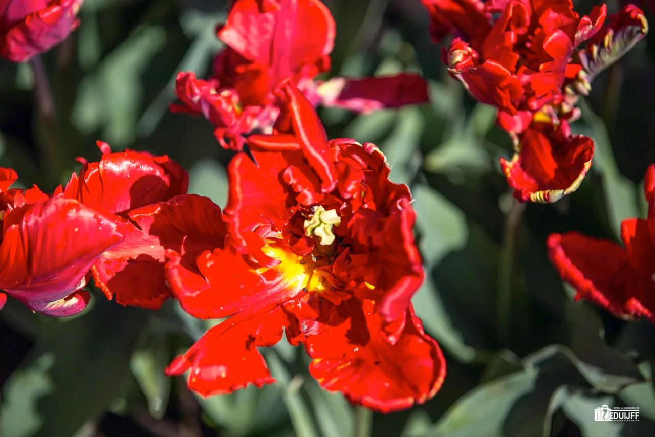 rode tulp bijz