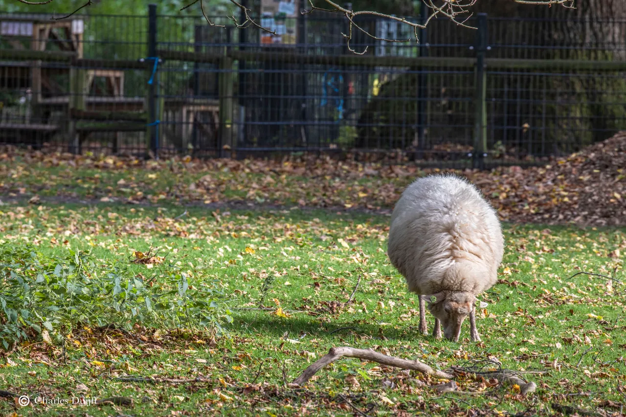 schaap