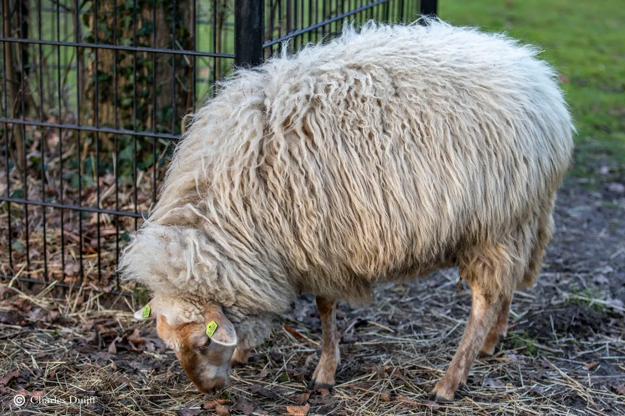 schaap