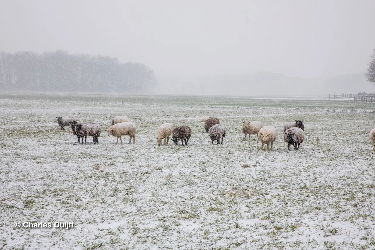schapen
