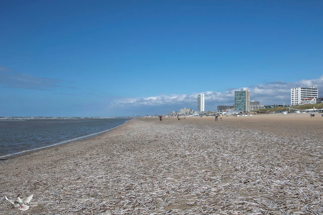 schelpen2