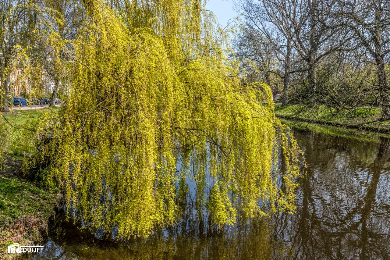 treurwilg