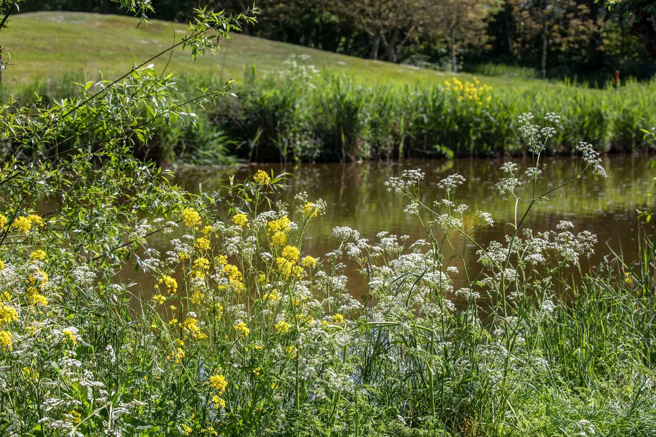 veldbloemen