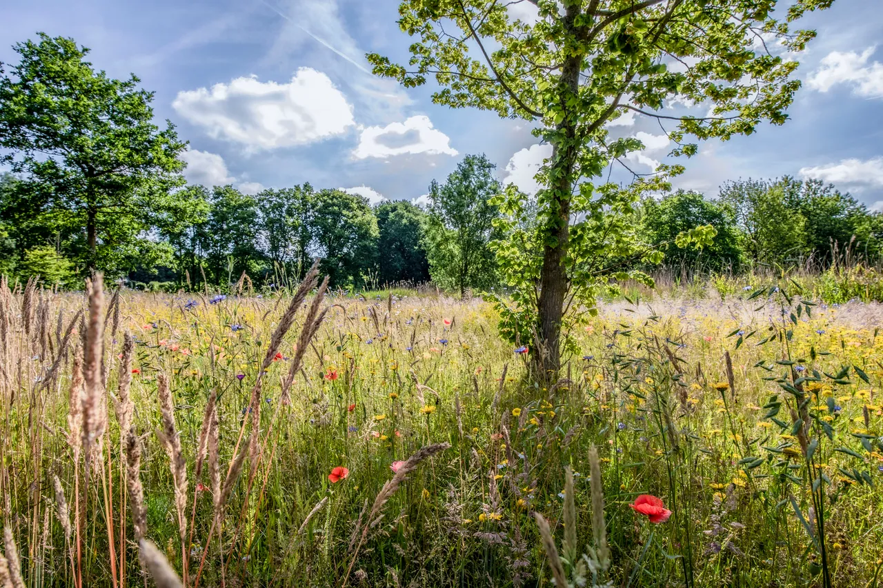 veldbloemen close