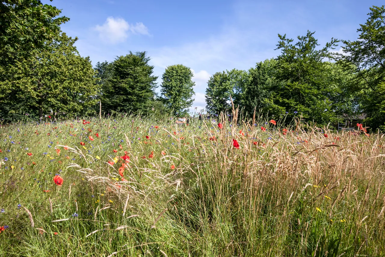veldbloemen mooi