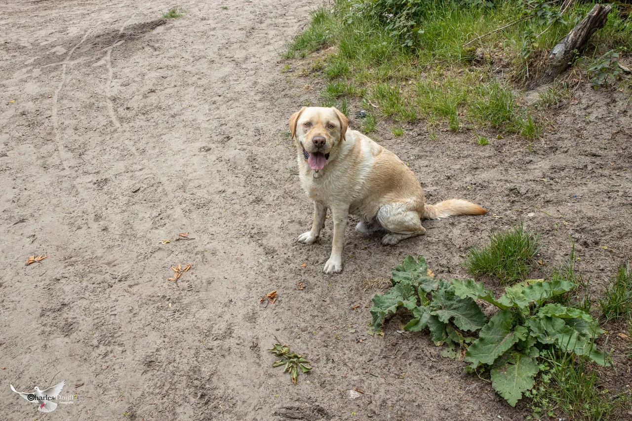 vrijheidsdreef hond