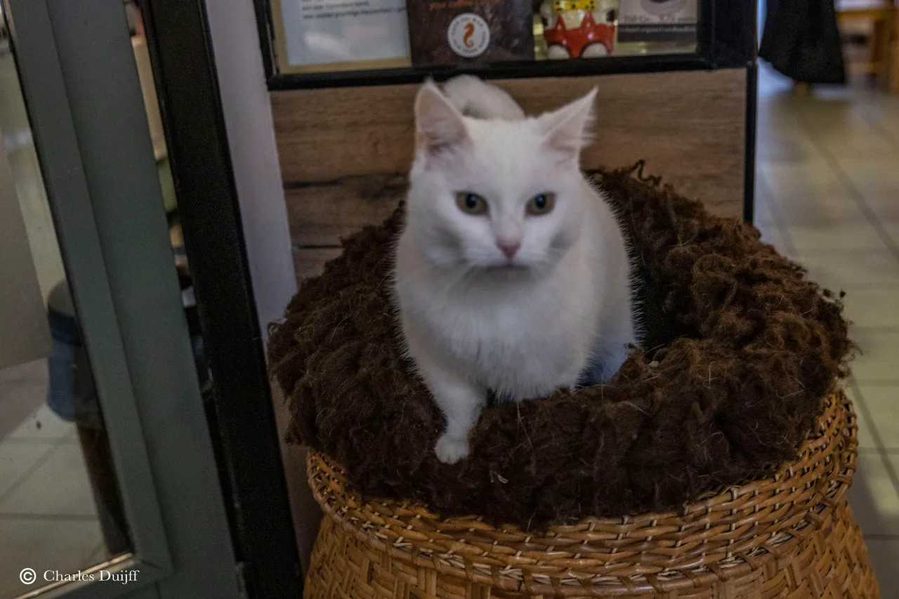 witte kat