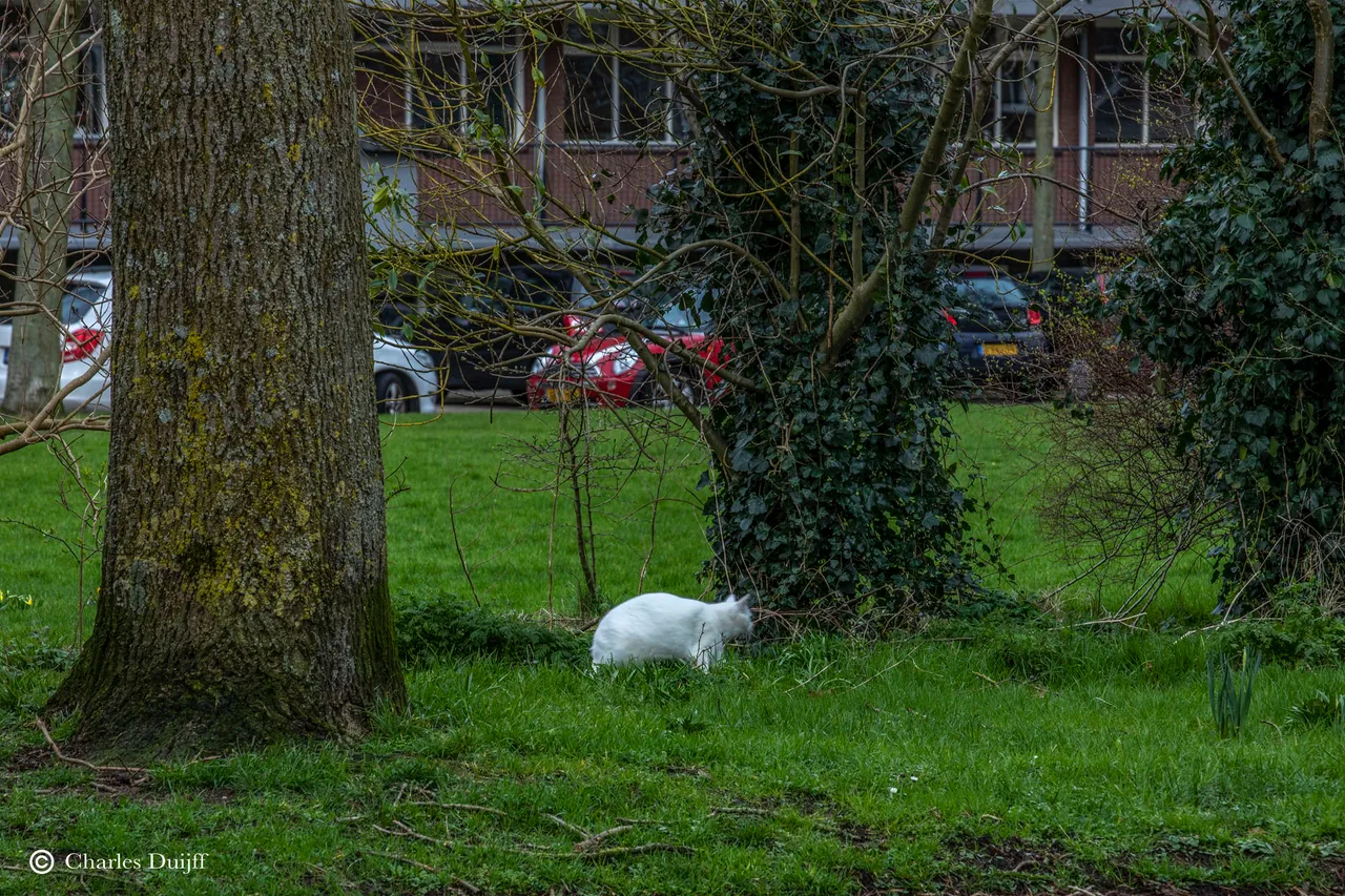 witte kat