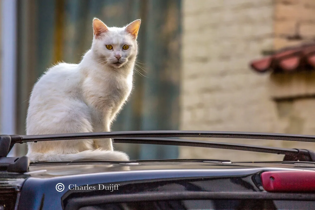witte kat