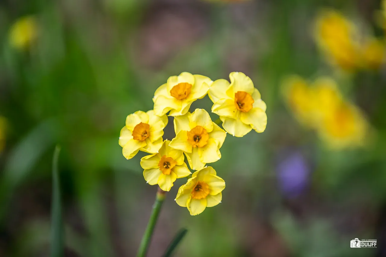 yellow fraai 1
