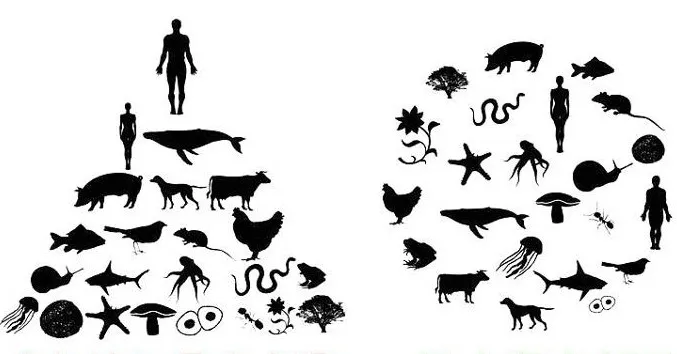 you are not the top of the food chain