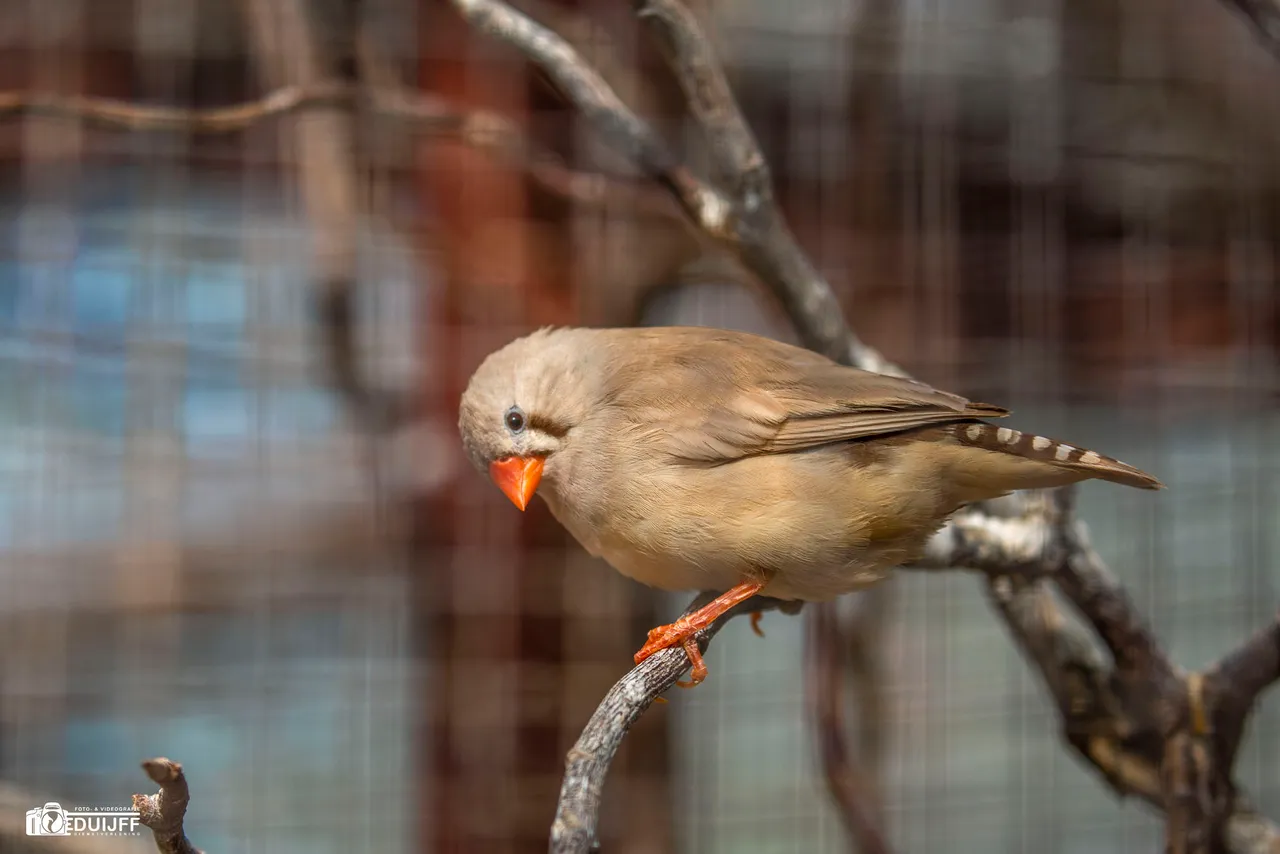 zebravink beige