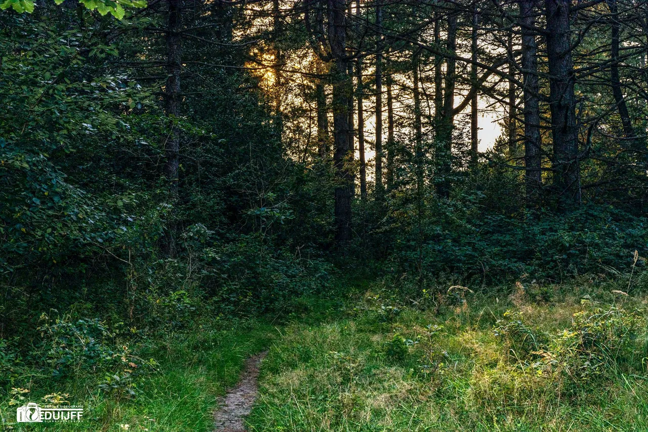 zon door bomen