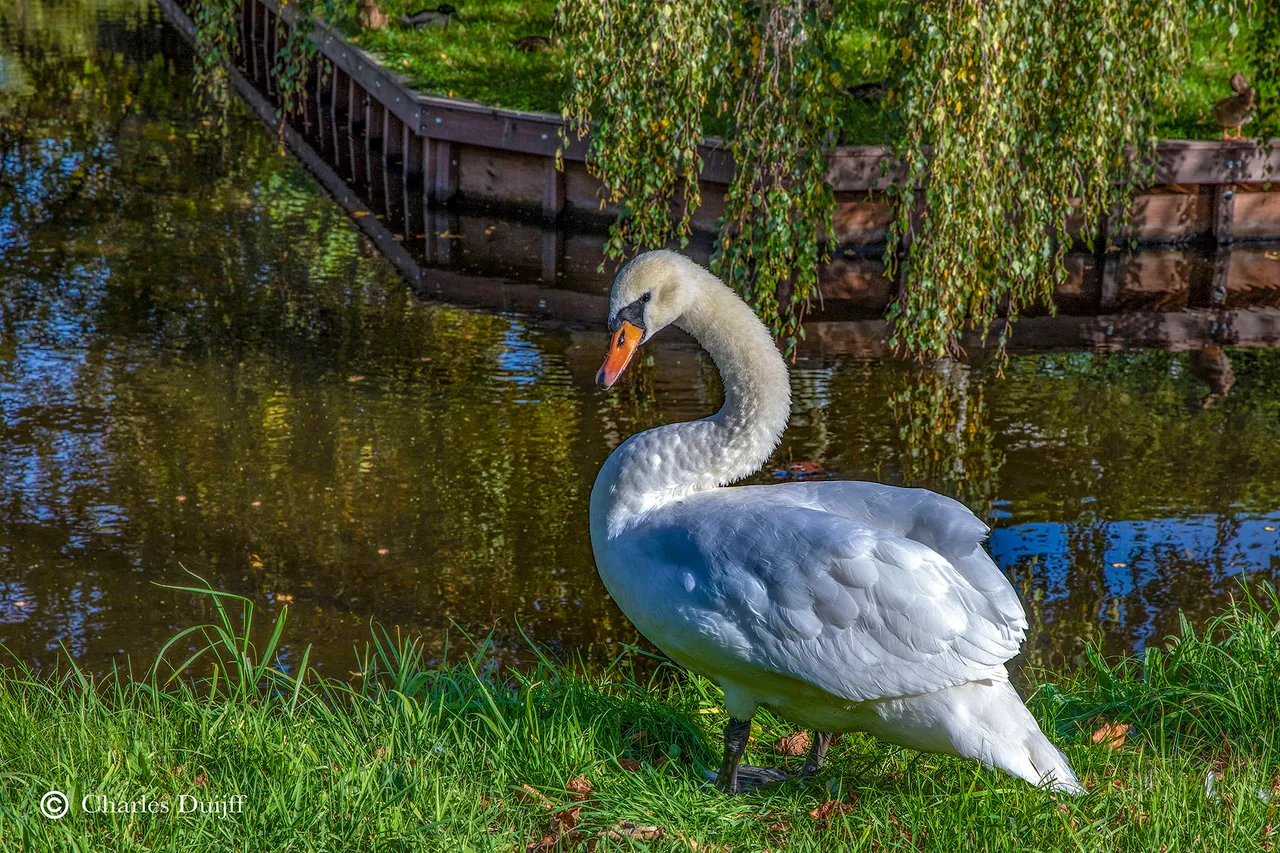 zwaan