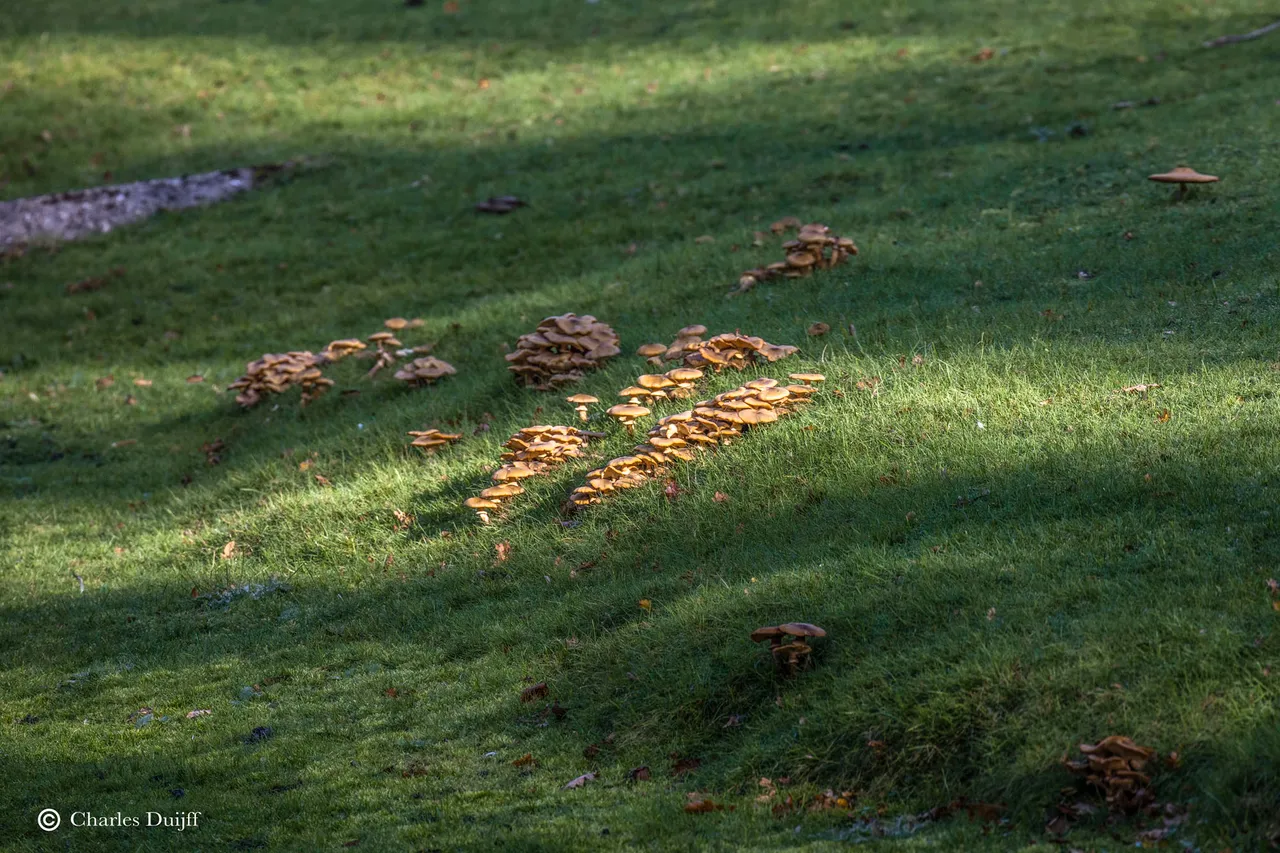 zwammen in gras