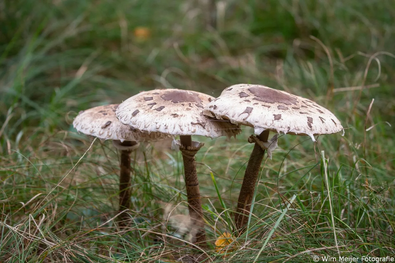Parasolzwammen