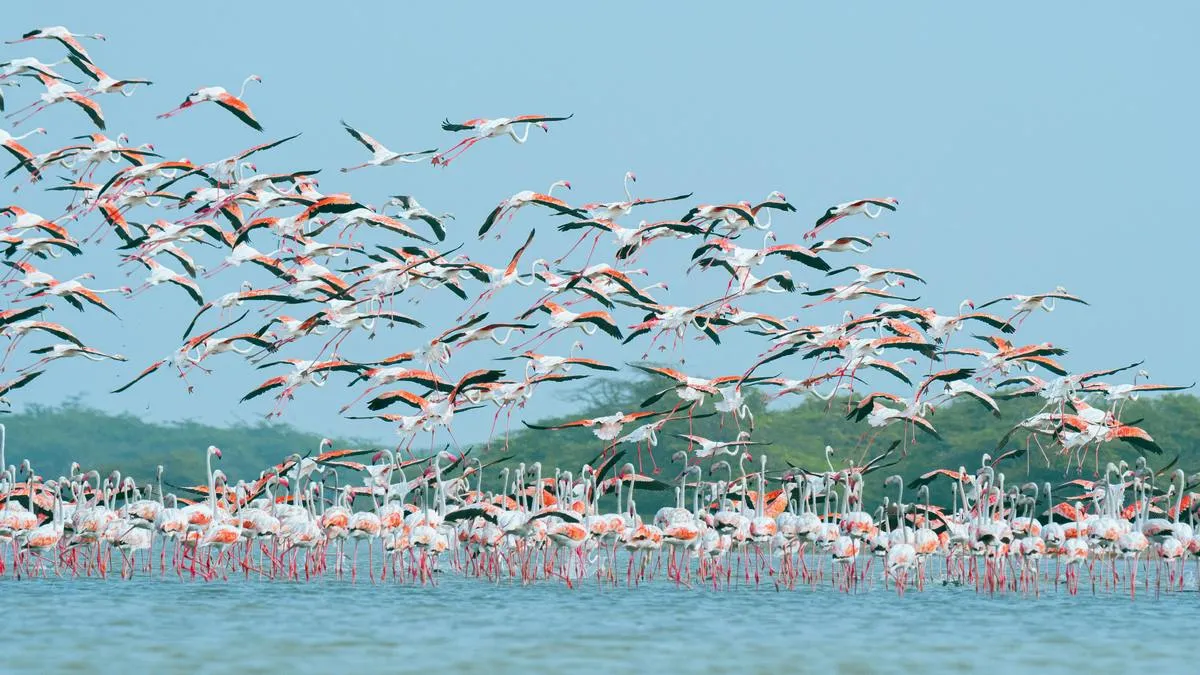 Flamingo’s verlieten hun broedsel om naar hoger gelegen gebieden te vliegen - foto: Pexels