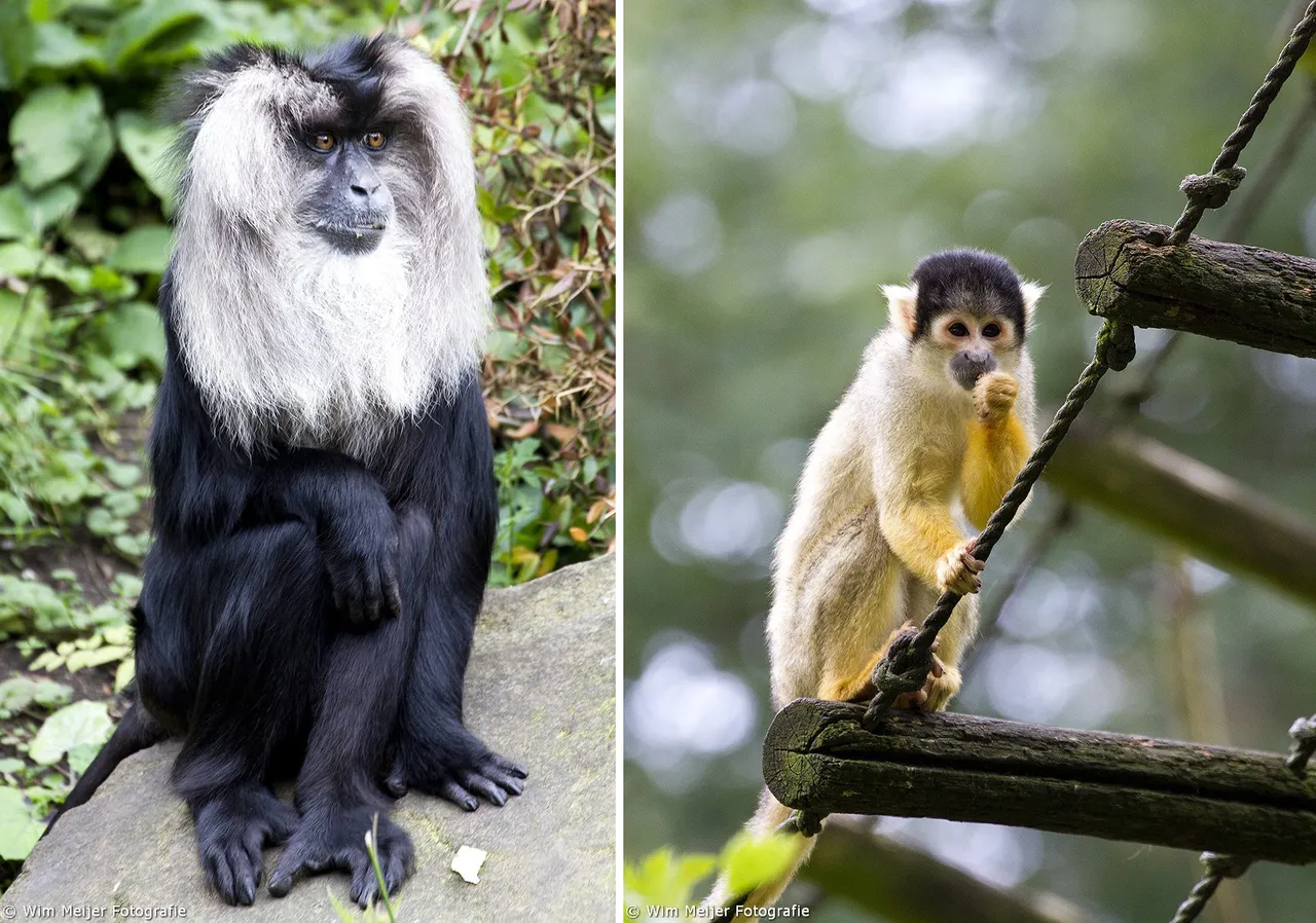 baardaap en mister nilsson