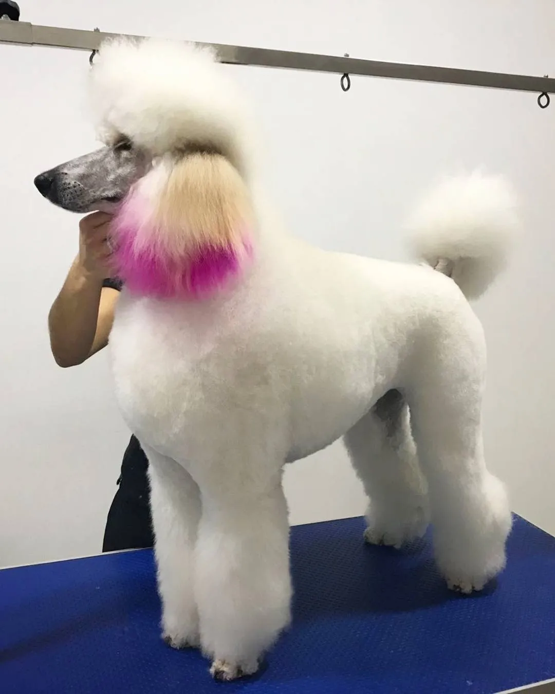 caniche gigante poodle