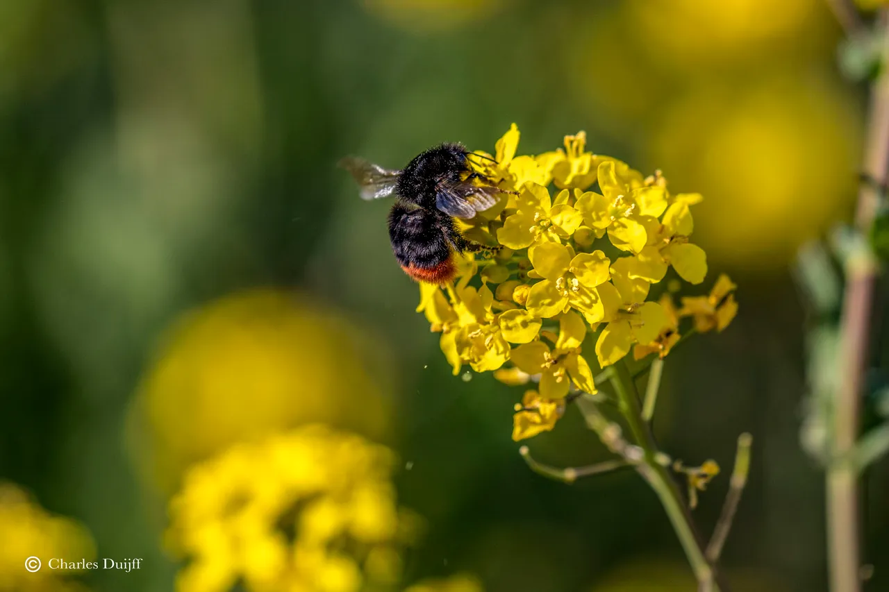 hommel mooi2