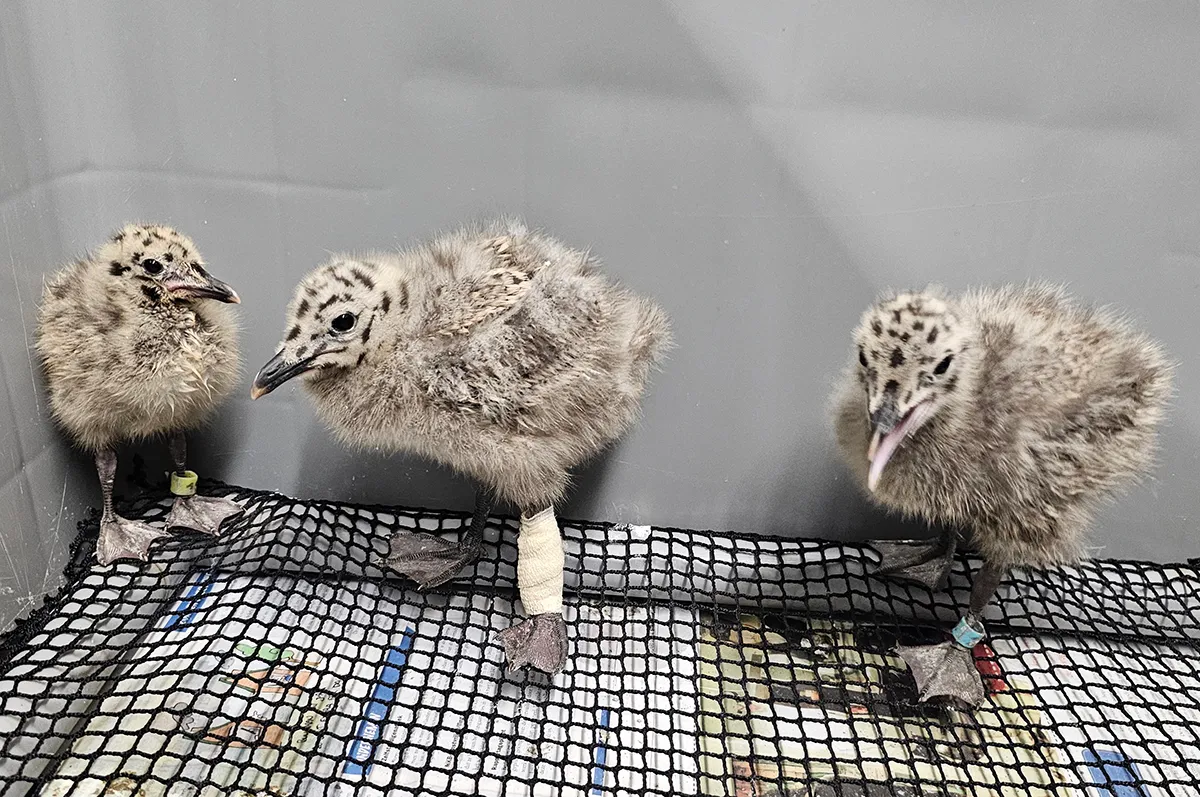 jonge meeuwen foto vogelhospitaal haarlem en omgeving kopieren