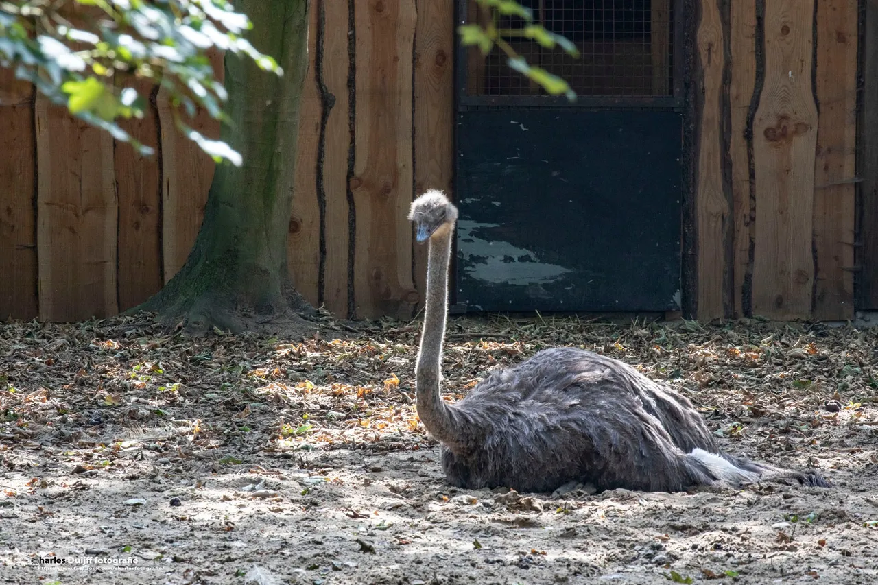 struisvogel