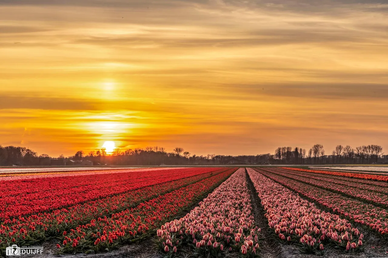 tulips3