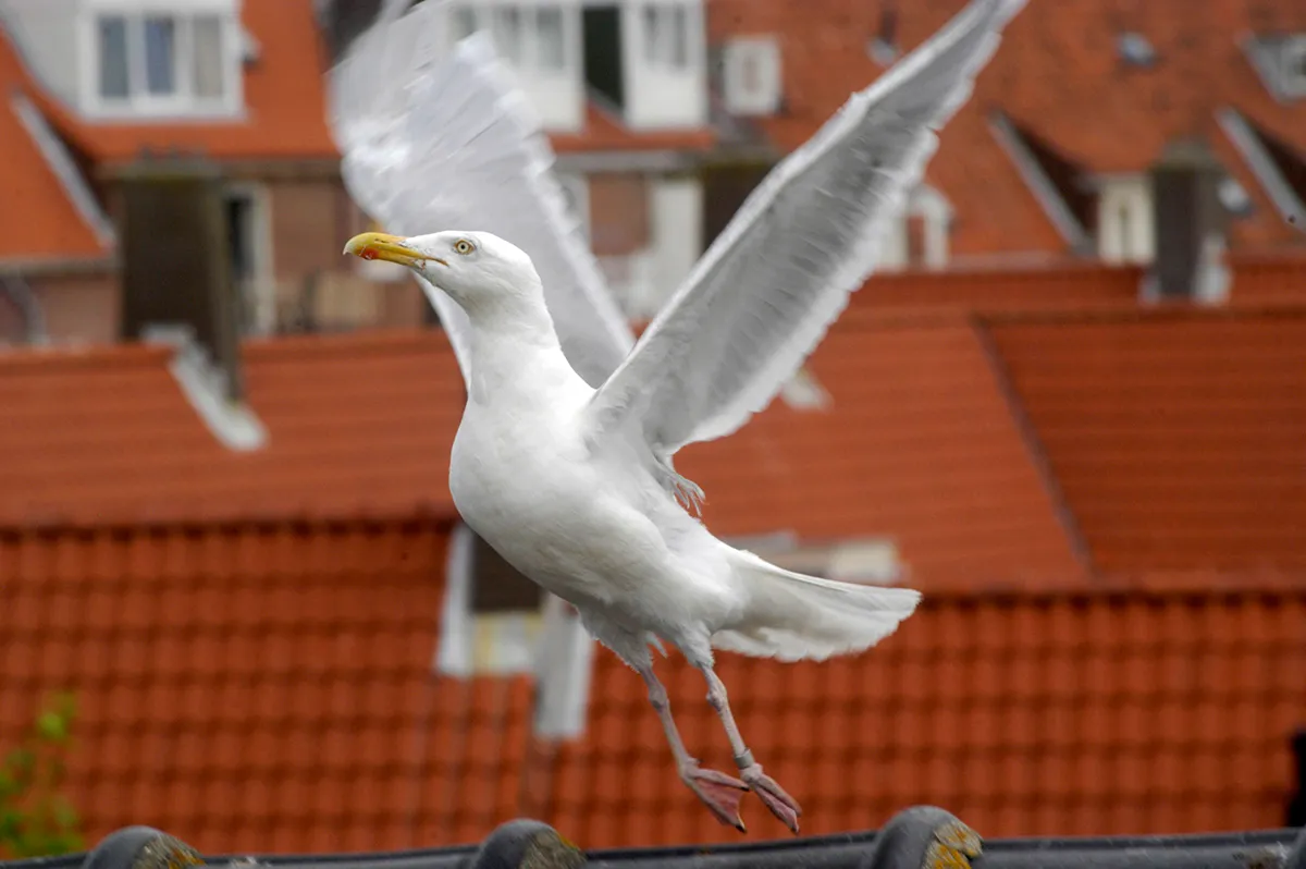 zilvermeeuw foto menno sabel vogelhospitaal haarlem eo 4 kopieren