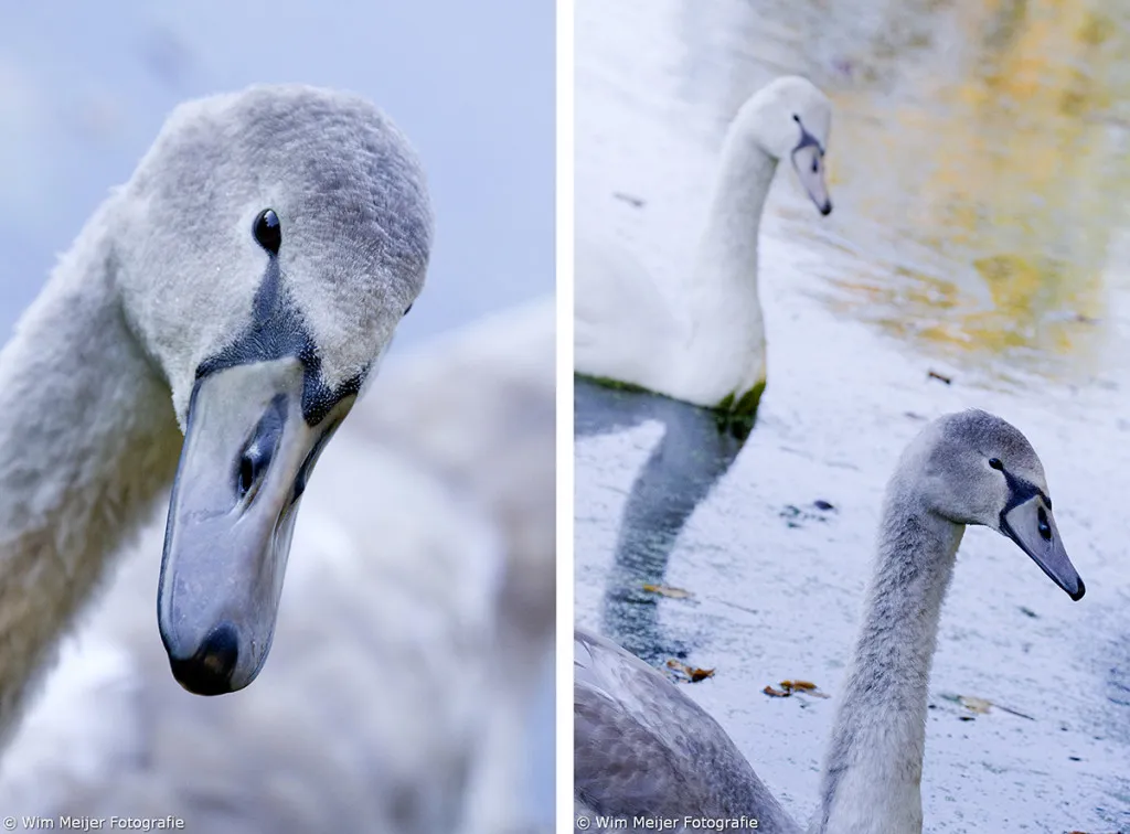 zwanen combi 1024x756