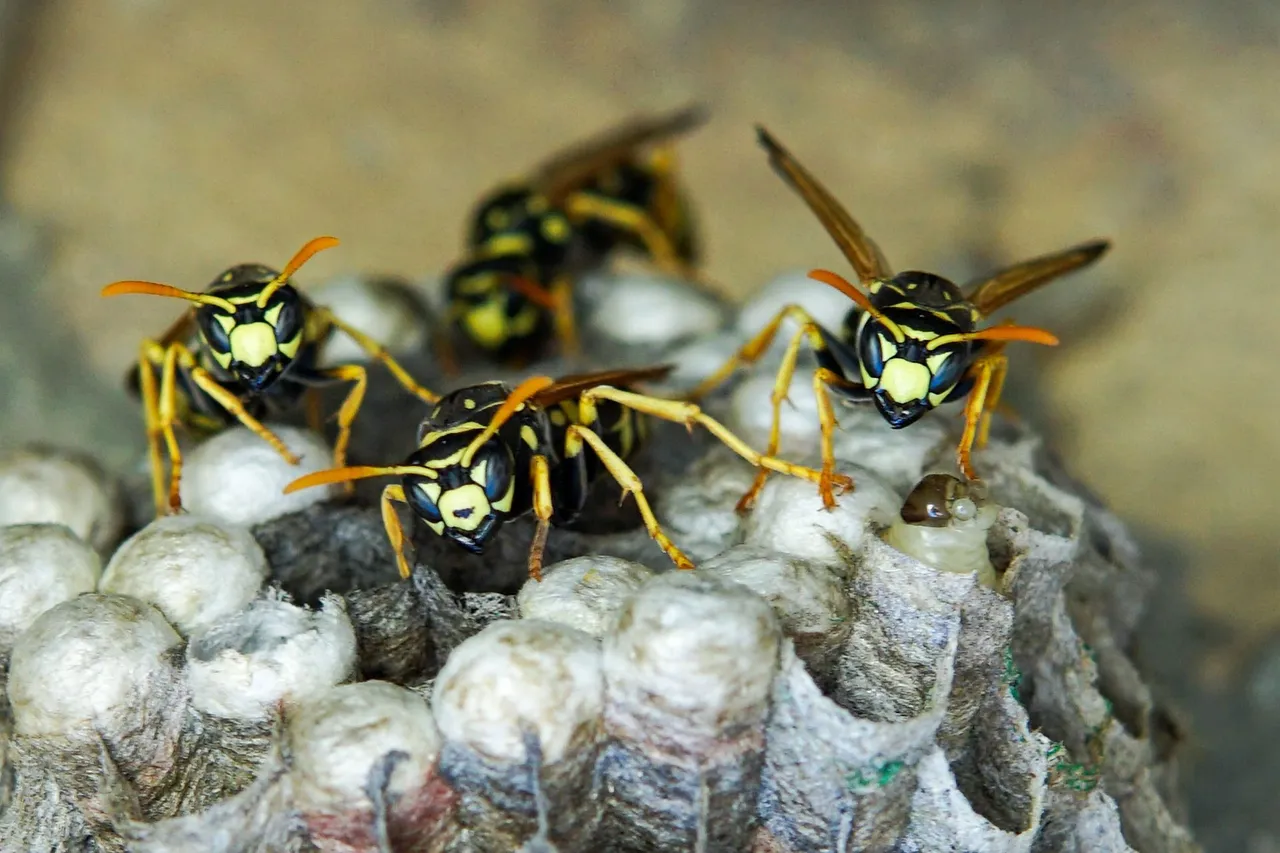 insect 4345909 1920