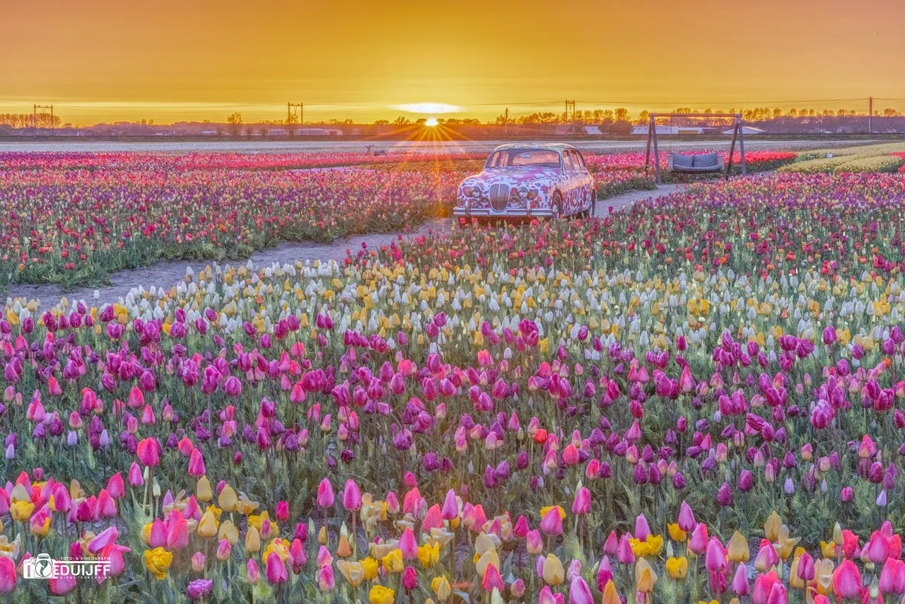 zo tulpen art