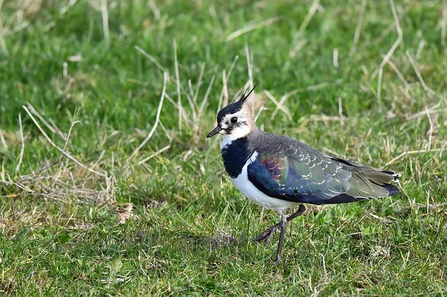 lapwing gd4e8bb97c 640