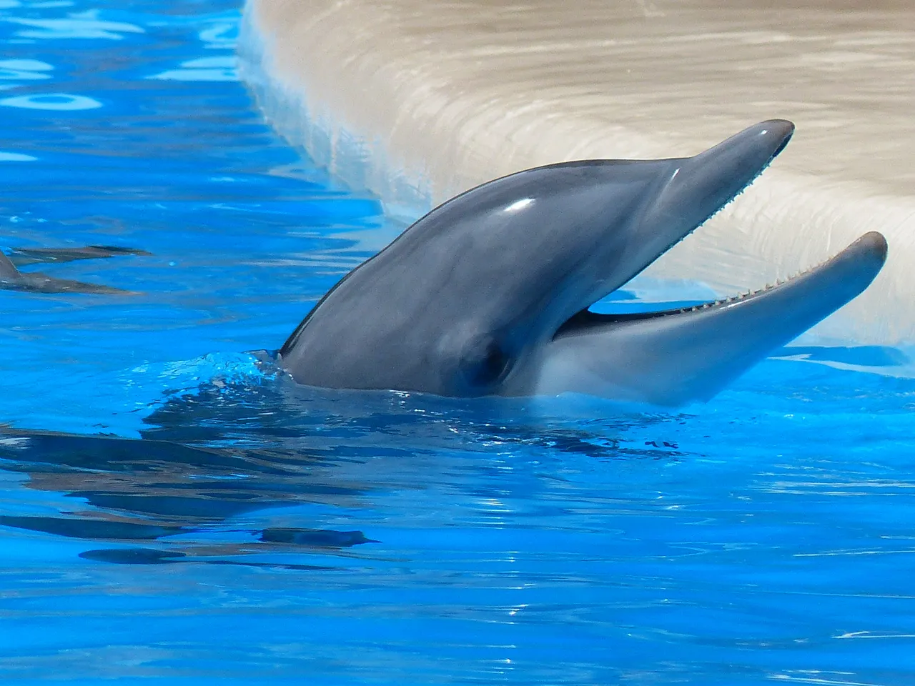 bottlenose dolphin 406763