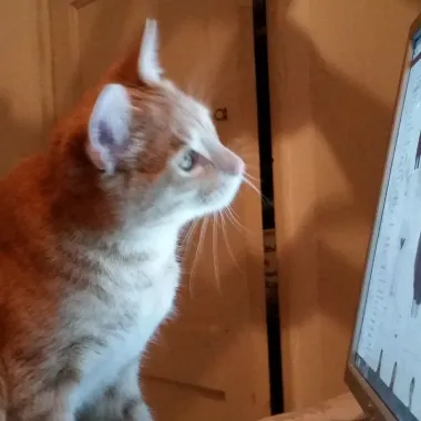 dikkie dik vogelstraat