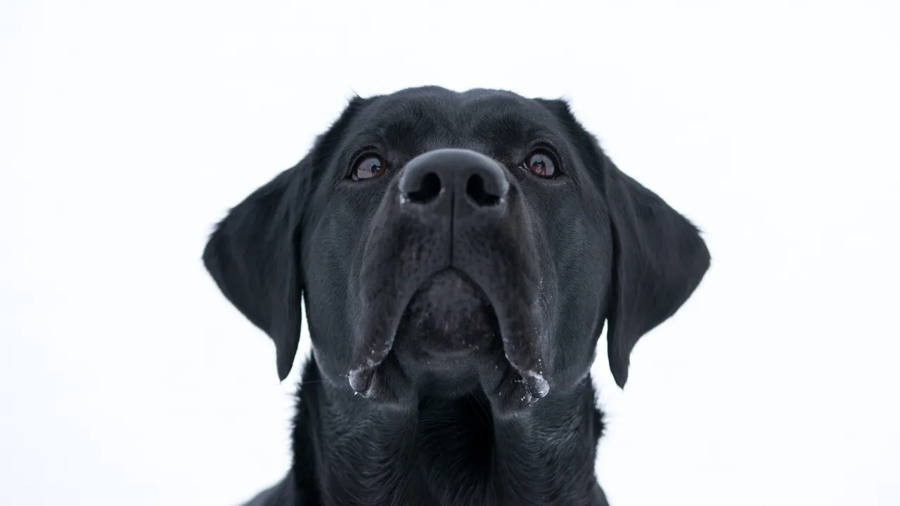 dog 3043576