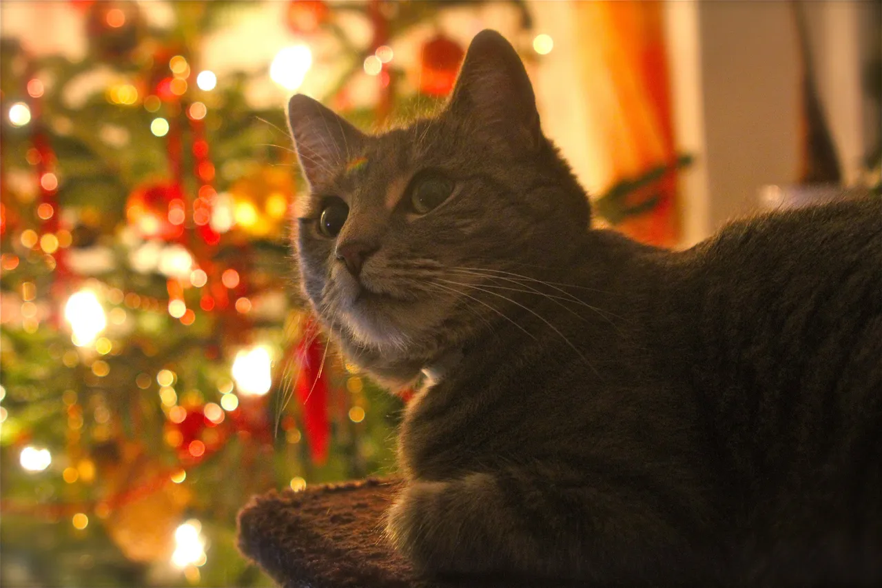 kat kerst december vuurwerk cc0 public domain pixabay
