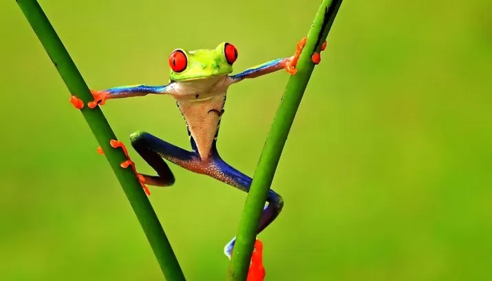 kikker in je bil 715x408