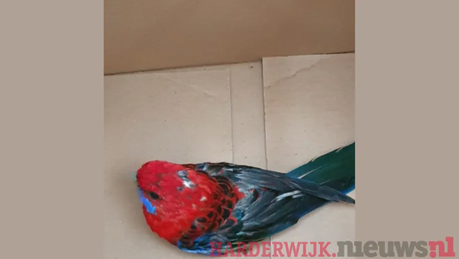 ontwerp zonder titel 38