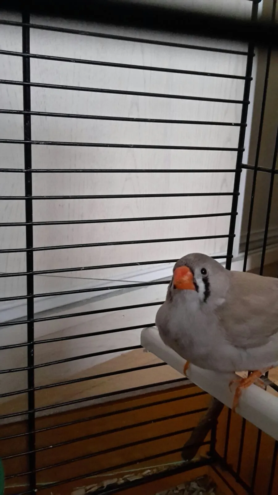 zebravink harderwijk