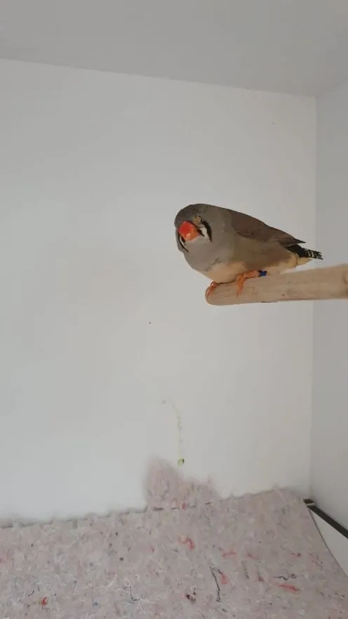 zebravinkje stakebergerhout 1