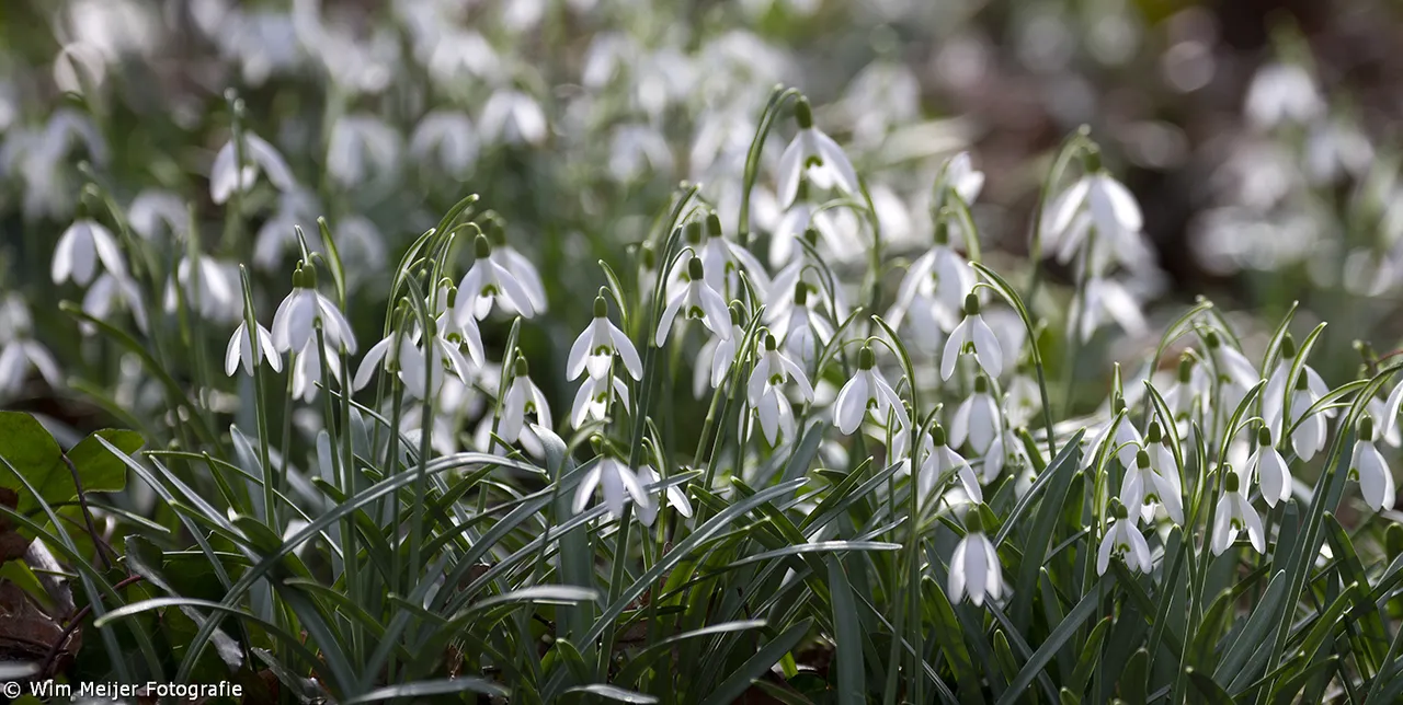 12819407775 65fd75550a o