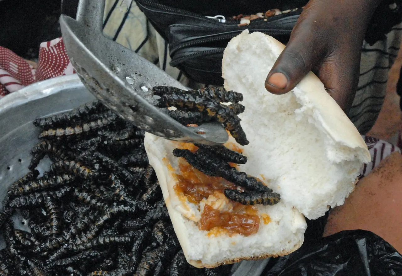 201509 433 015apcamjpg cirina butyrospermisaturniidaelepidopteralarvacaterpillarchitoumouchenille de karitc3a9sheabutterbread boromobf thu03sep2015 1359h