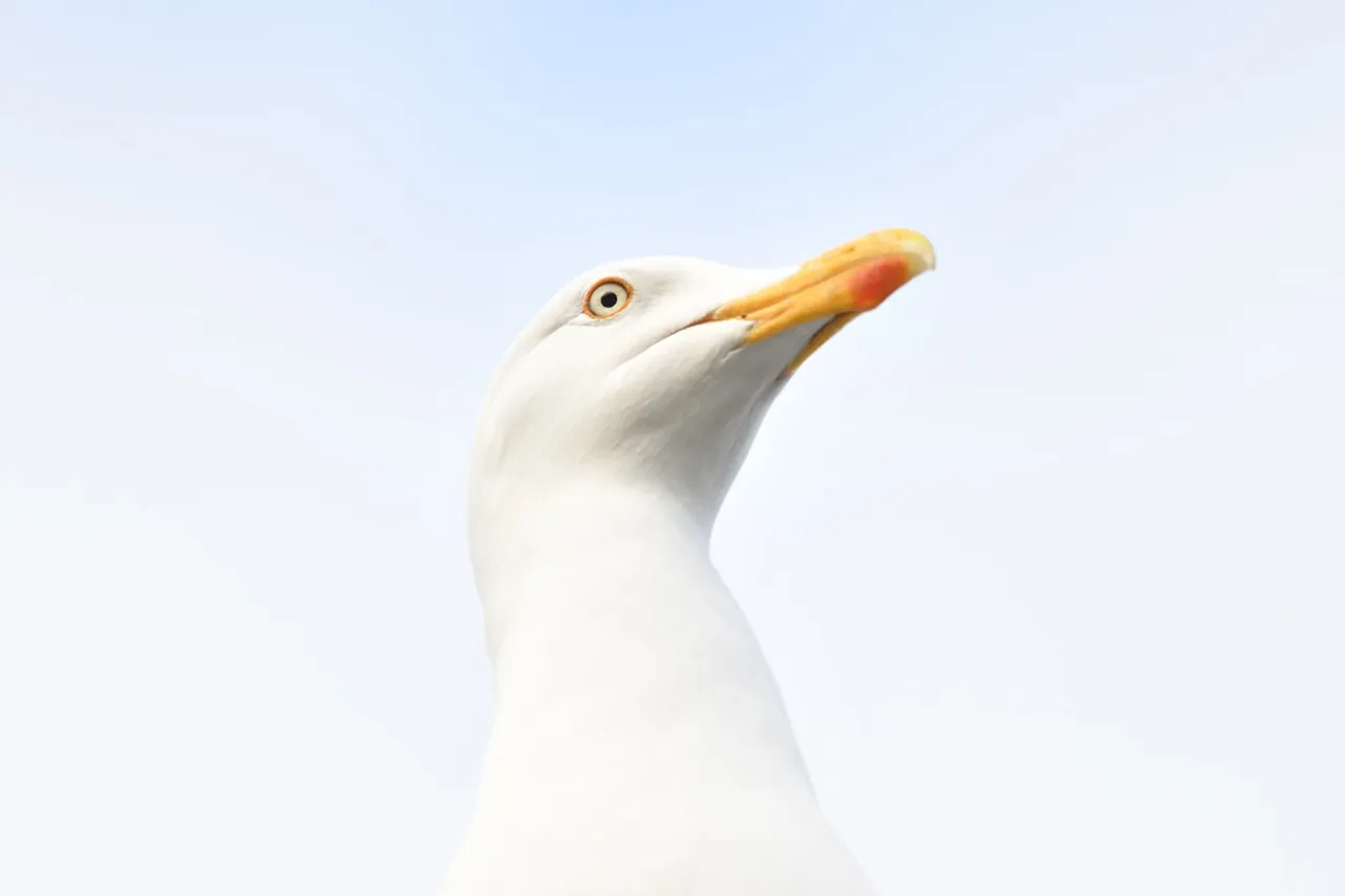 59759417 1196901850470104 74846024245444608 n