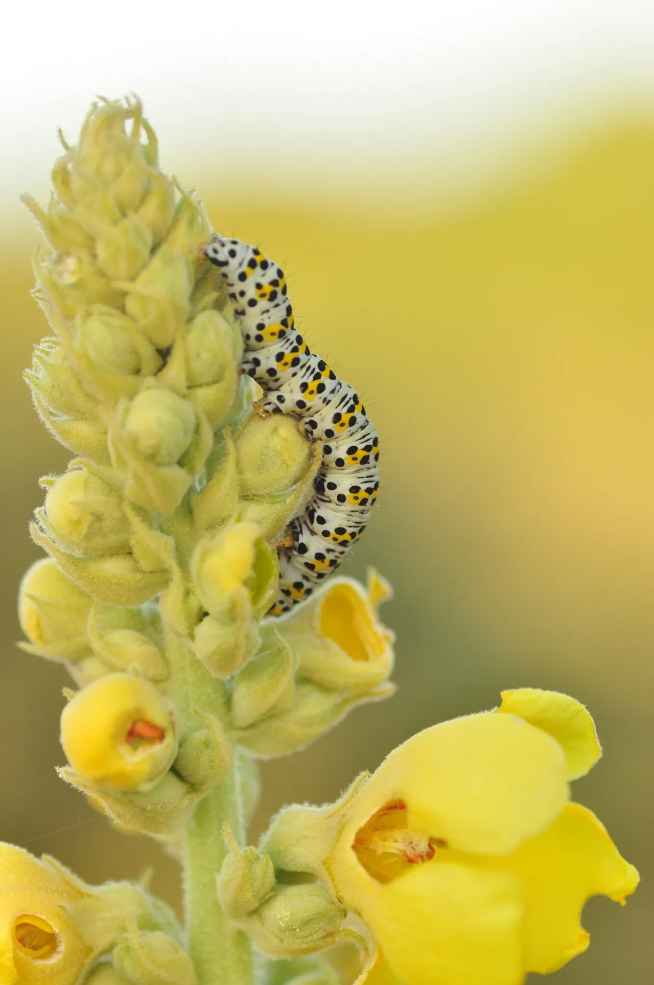 65995311 601227650401733 1244505209678331904 n