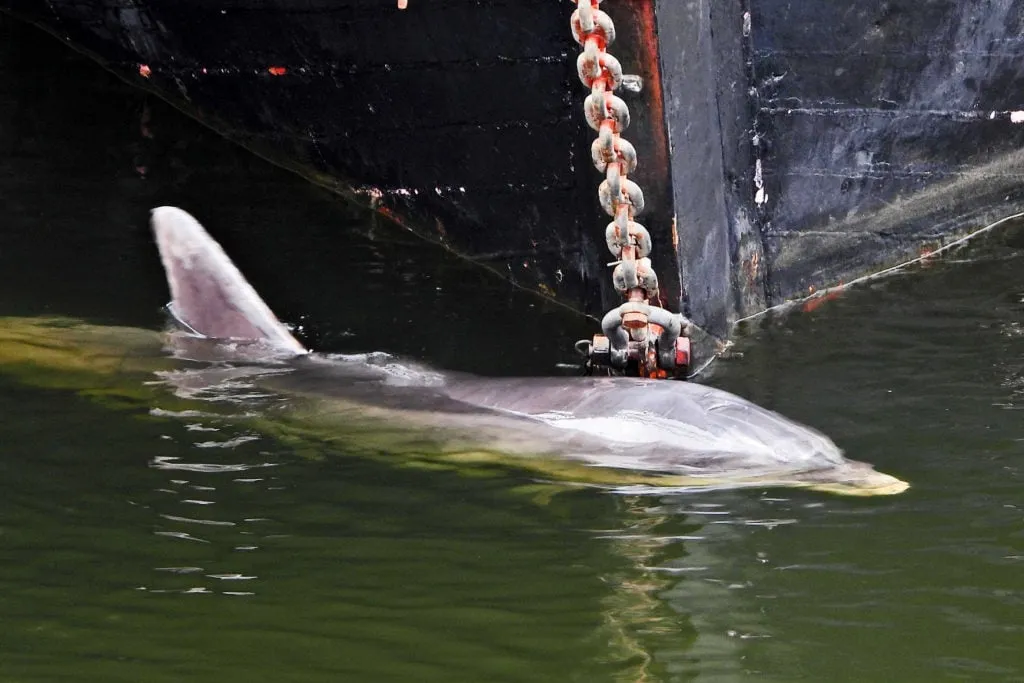 95723890 2841214035977844 2595495221403844608 o 1024x683