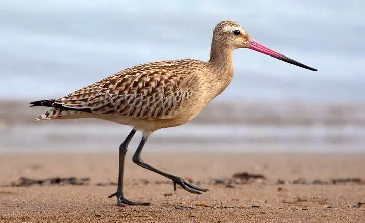 bar tailed godwit 944883 960 720 pixa